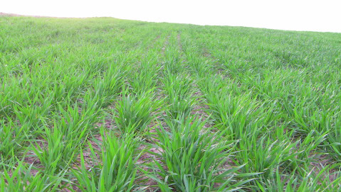 Develop a Pasture Improvement Strategy