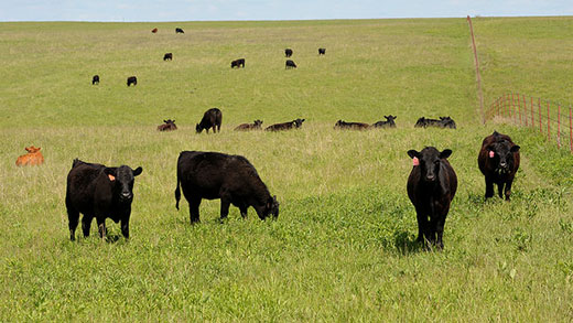 OSU Cattlewomen's Boot Camp