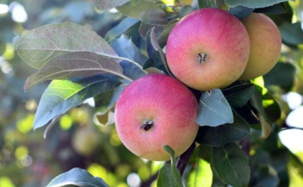 Solving the Honeycrisp Apple ancestry Mystery