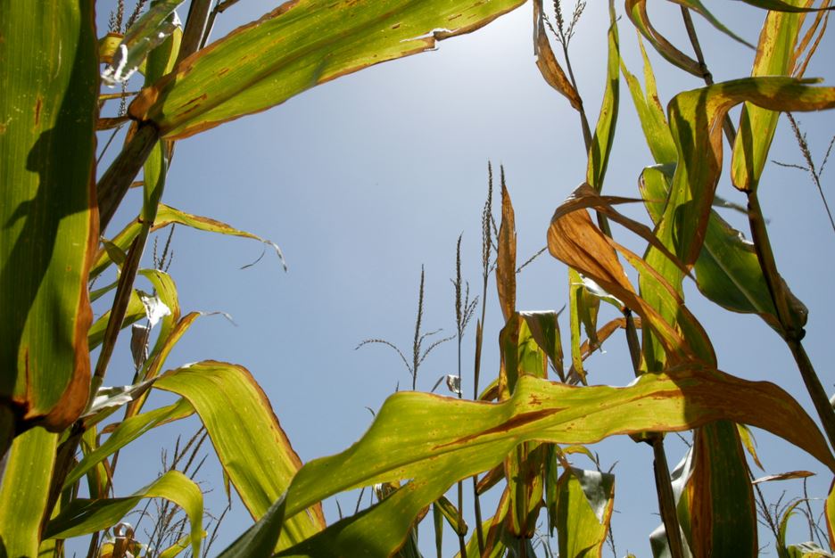 The U.S. Ethanol Industry and Unintended Consequences