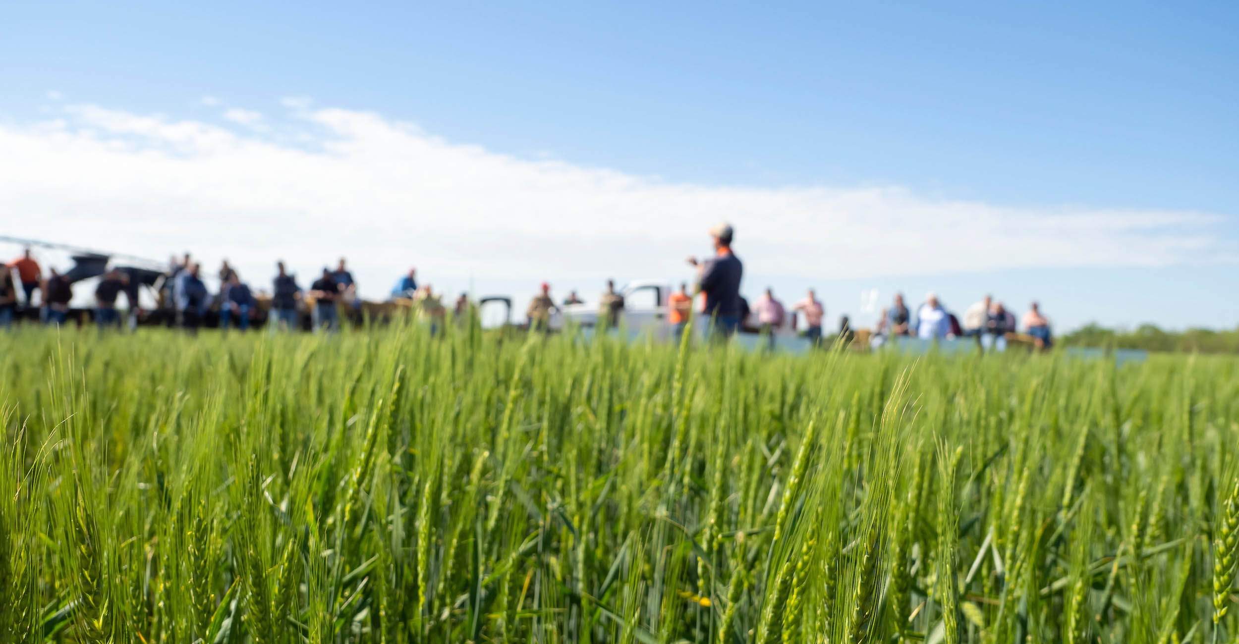 Chickasha Field Day to Focus on Regional Wheat Varieties