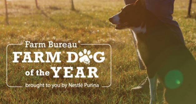 Nominations Open for 2023 Farm Bureau Farm Dog of the Year Contest