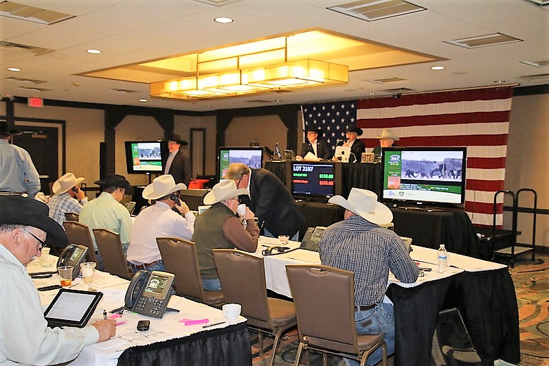 Yearlings and Stockers Fetch Higher Bids on Superior Livestock's April 21st Sale