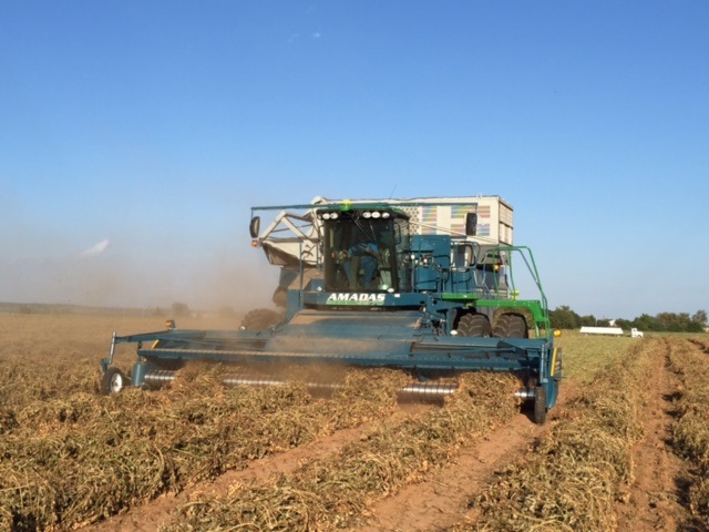 Projected Decrease in Peanut Acreage Could Have Greater Impacts on Overall Production