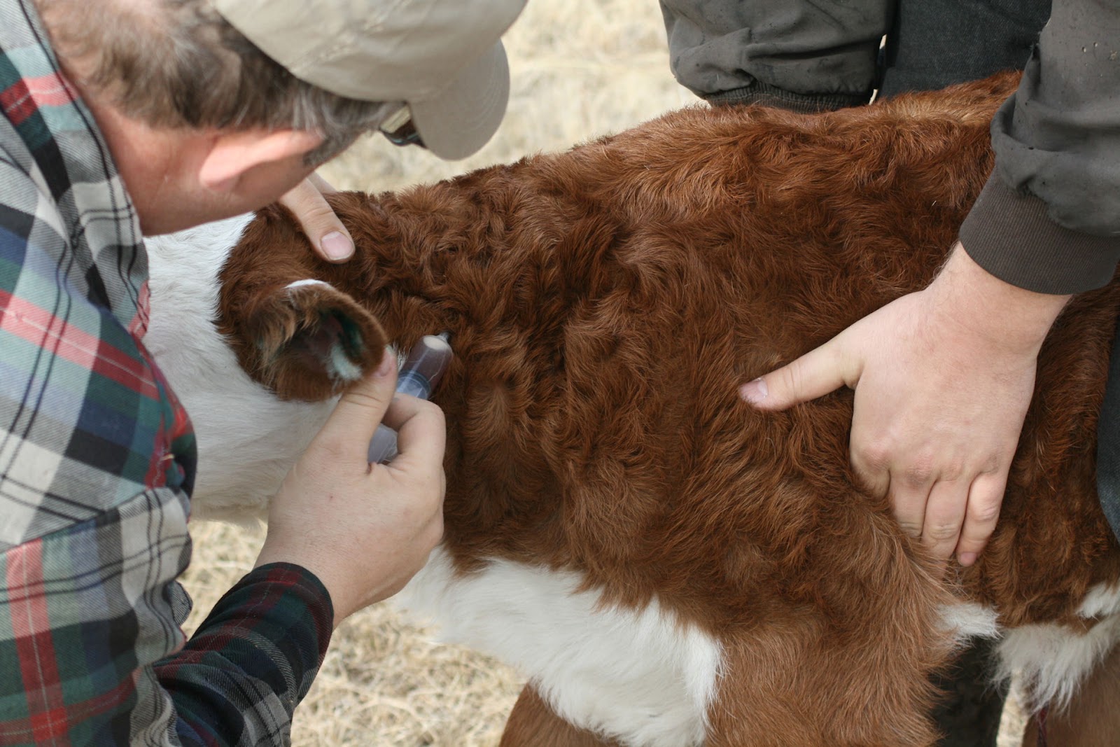 OSU's Mark Johnson and Rosslyn Biggs Talk On the Purpose of a Vaccination Plan for Cattle