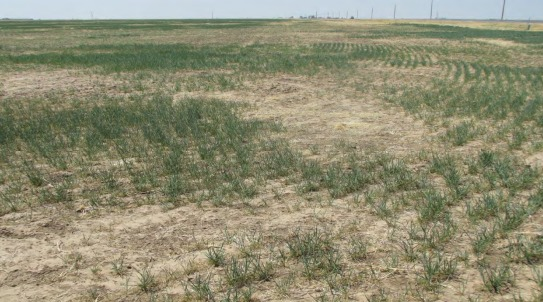 USDA Sees 48 Percent Smaller Wheat Oklahoma Crop in 2022 with Farmers to Harvest 60 Million Bushel Crop