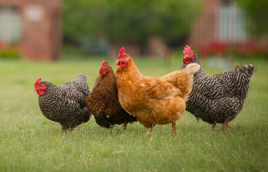 Governor Signs Poultry Nutrient Management Bill