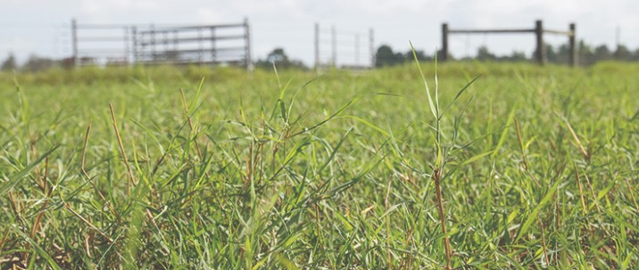 OSU'S Mark Johnson says Fertlizing Pasture is More Economically Feasible than Buying Hay