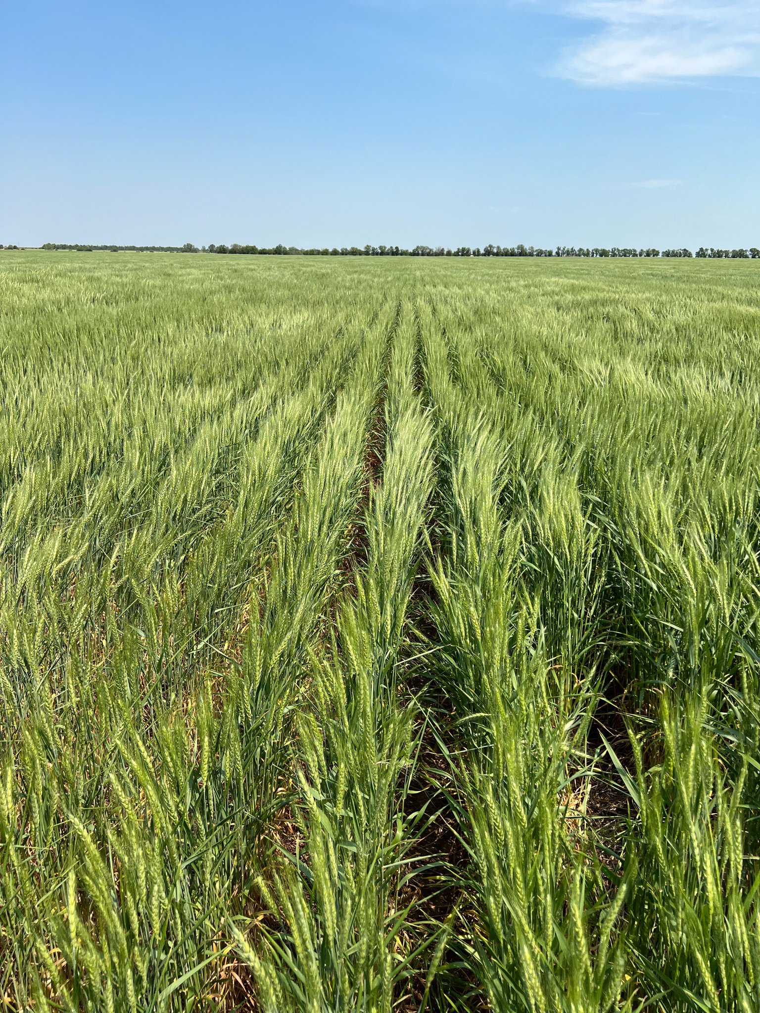 Kansas Wheat Tour Participants Call Crop Spotty With Significant Drought Stress the Norm