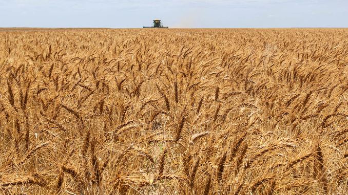 Western Oklahoma faces devastating wheat crop