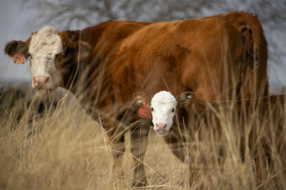 Successful Calving Begins Now with Sound Spring Breeding