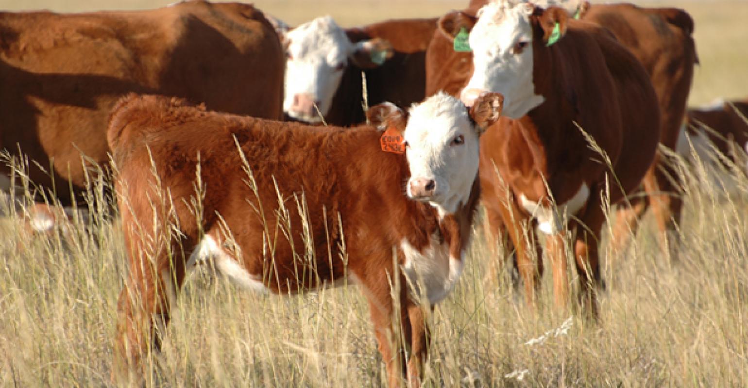 OSU's Mark Johnson Tells Ranchers to Act Now to Add Value to Weaned Calves