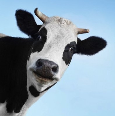 NCGA Celebrates Animal Ag Partnership During National Dairy Month