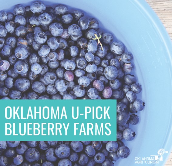 Oklahoma U-Pick Blueberry Farms