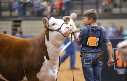 Numbers Announced as Hereford Youth Head to Louisville for the VitaFerm Junior National Hereford Expo