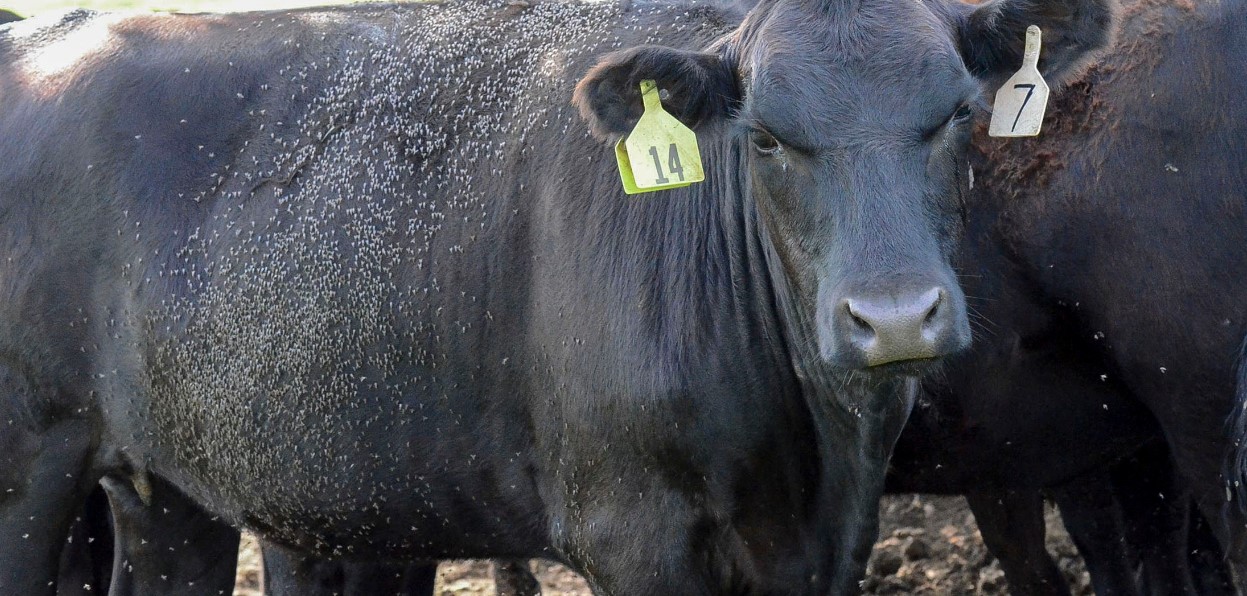 Fly Control and Prevention for Cattle with OSU's Mark Johnson