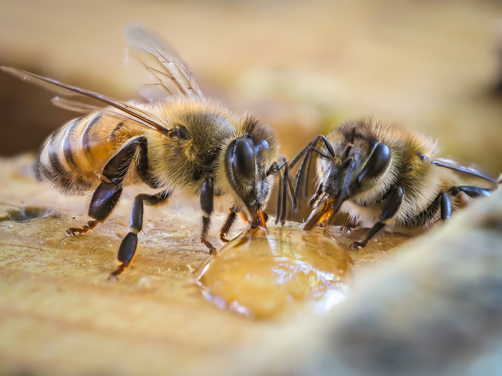 Honey Bees are Famous, but Native Bees are Powerful Pollinators