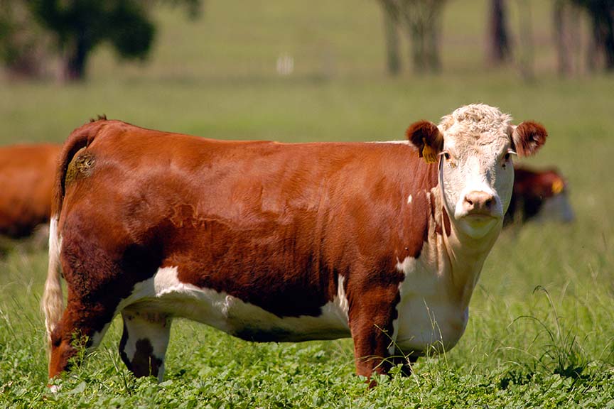 Hereford Feedout Program Success Continues 
