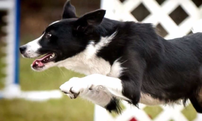 NBC Nightly News: �Meet Fit, the Border Collie Awarded Farm Dog of the Year'