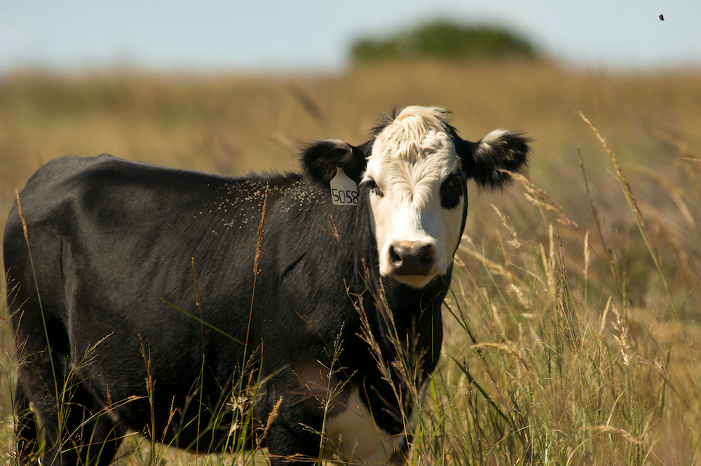 Watch for Heat Stress in Livestock as Temps Climb