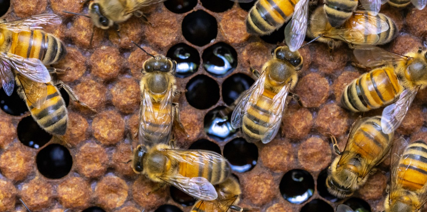 OSU's Courtney Bir on Protecting and Advocating for Bees