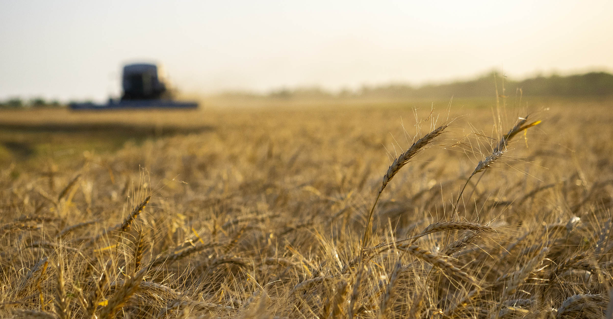 Oklahoma Wheat Harvest is 75% Complete