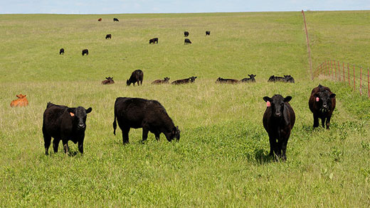 Validating Mineral Supplements for Grazing Cattle with OSU's David Lalman