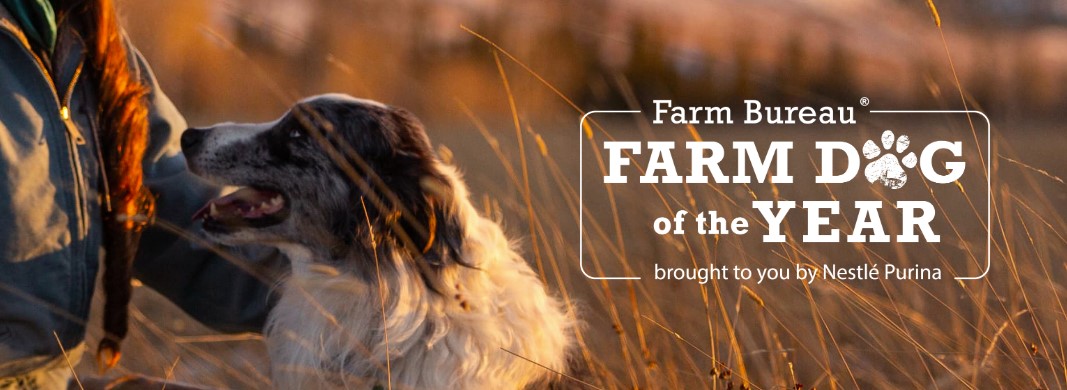 Nominations Open Through July 15 for Farm Bureau Farm Dog of the Year Contest