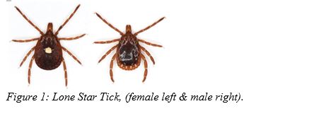Alpha-gal syndrome known as "Red Meat Allergy" from Lone Star Tick bites