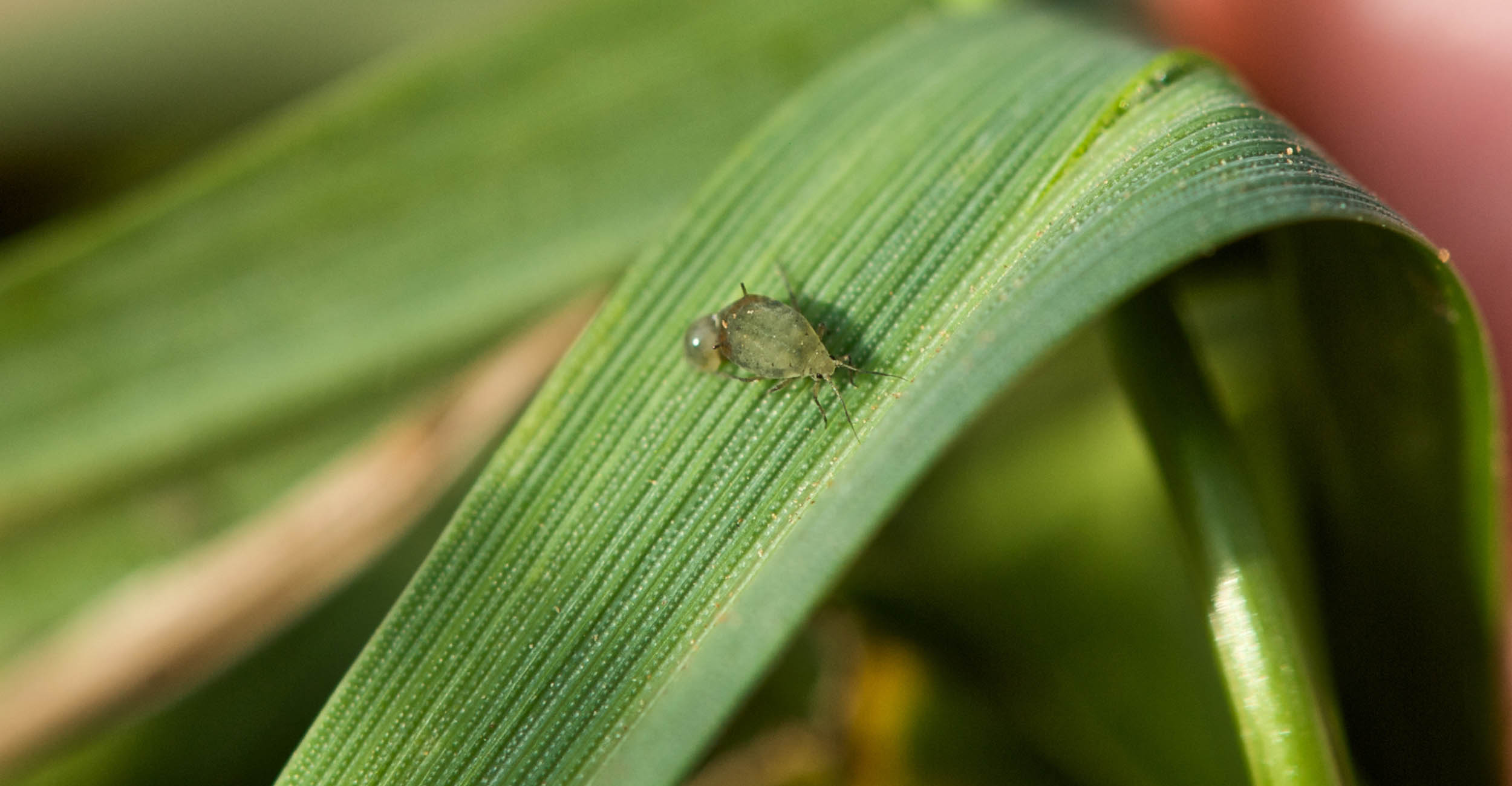 Glance-N-Go App the Best Tool for Aphid Infestation