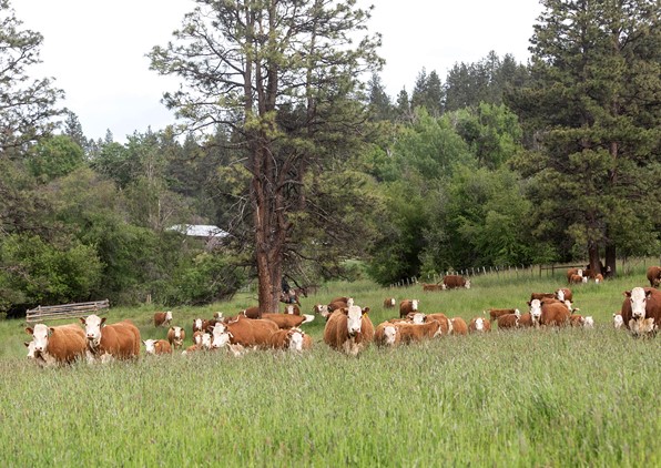 American Hereford Association: Cattle Genetics and Sustainability