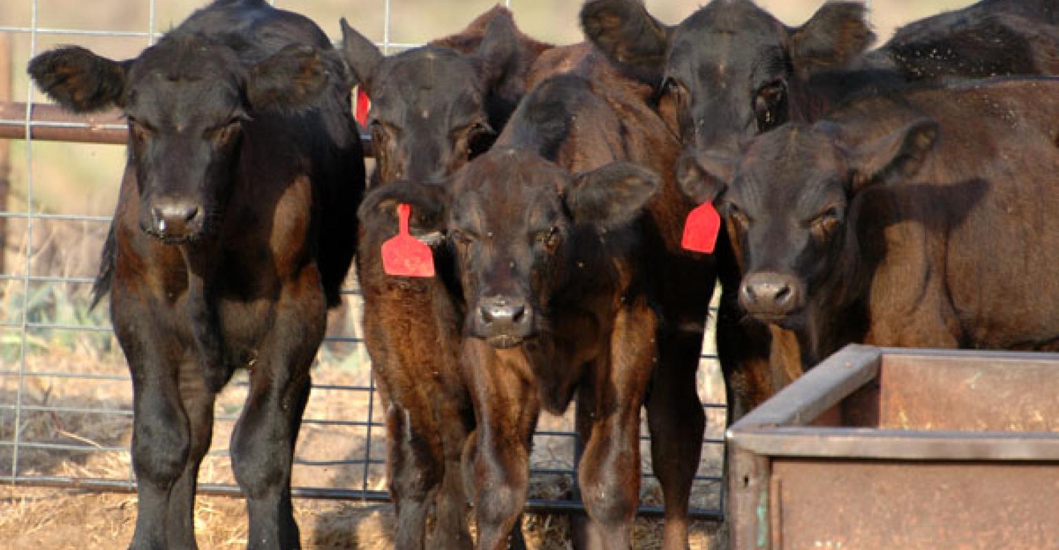 Mark Johnson Talks Benefits of Early Weaning Beef Calves