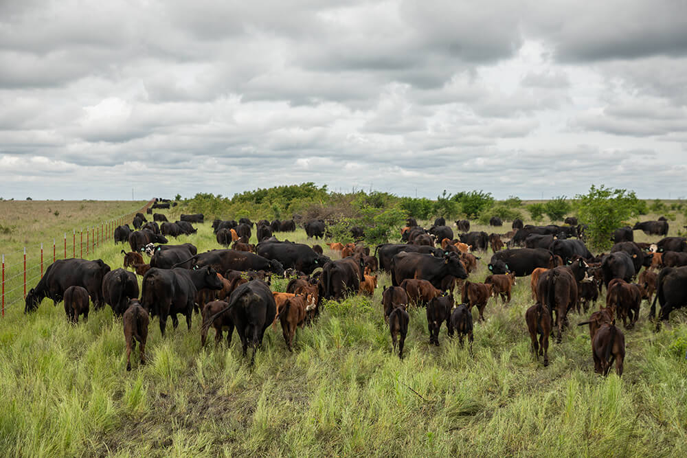 Fixing Your Energy Flow to Get Best Results in Regenerative Ranching