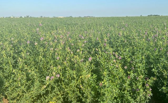 OSU's Alex Rocatelli Talks Maintaining a Good Alfalfa Crop in Dry Conditions