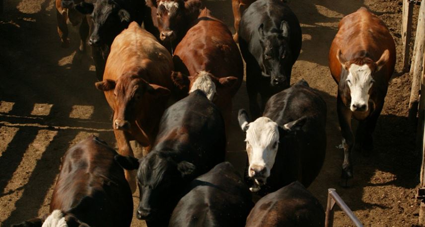 Drought Weighing on Summer Cattle Markets