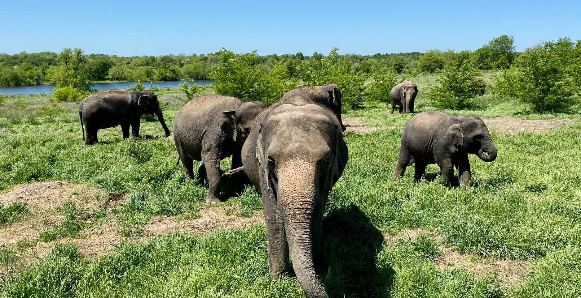 Oklahoma Non-Profit Protecting Endangered Asian Elephants