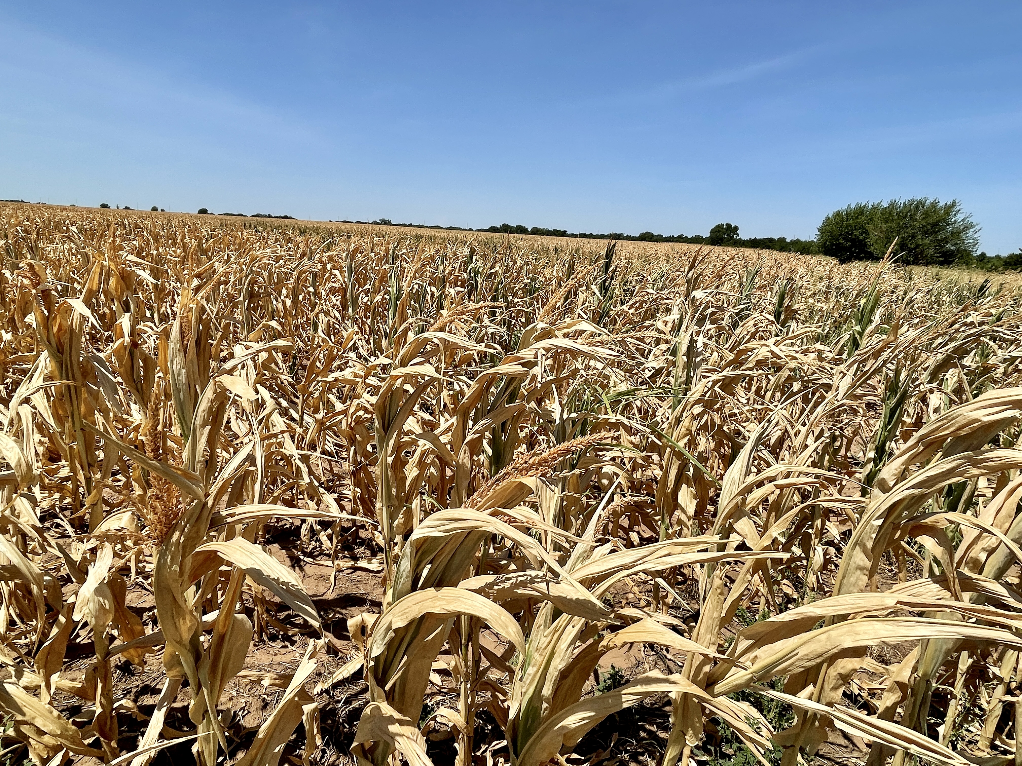 Southwest Corn Crop Suffers Significantly Due to Drought Conditions 