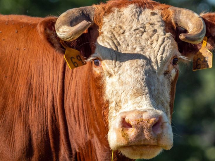 OSU's Mark Johnson Provides Beef Cow Culling Criteria