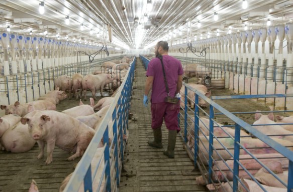 NPPC Fights for Pork Producers Amid Proposition 12 and More