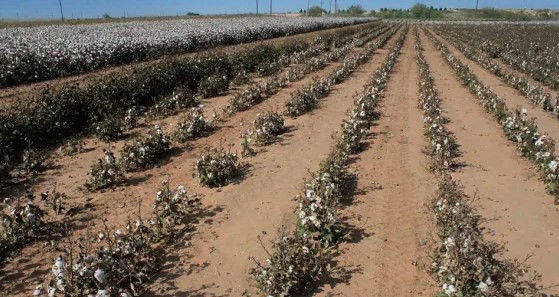 Roller-Coaster Weather has not Helped this Year's Cotton Crop According to OSU's Seth Byrd