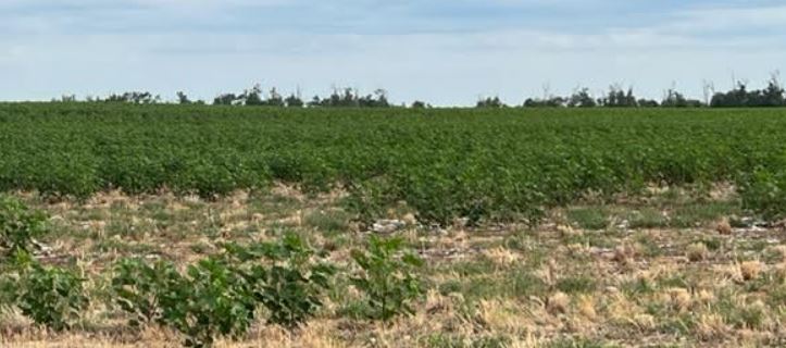 U.S Cotton Trust Protocol's Clint Abernathy Outlines 2022 Cotton Crop Conditions