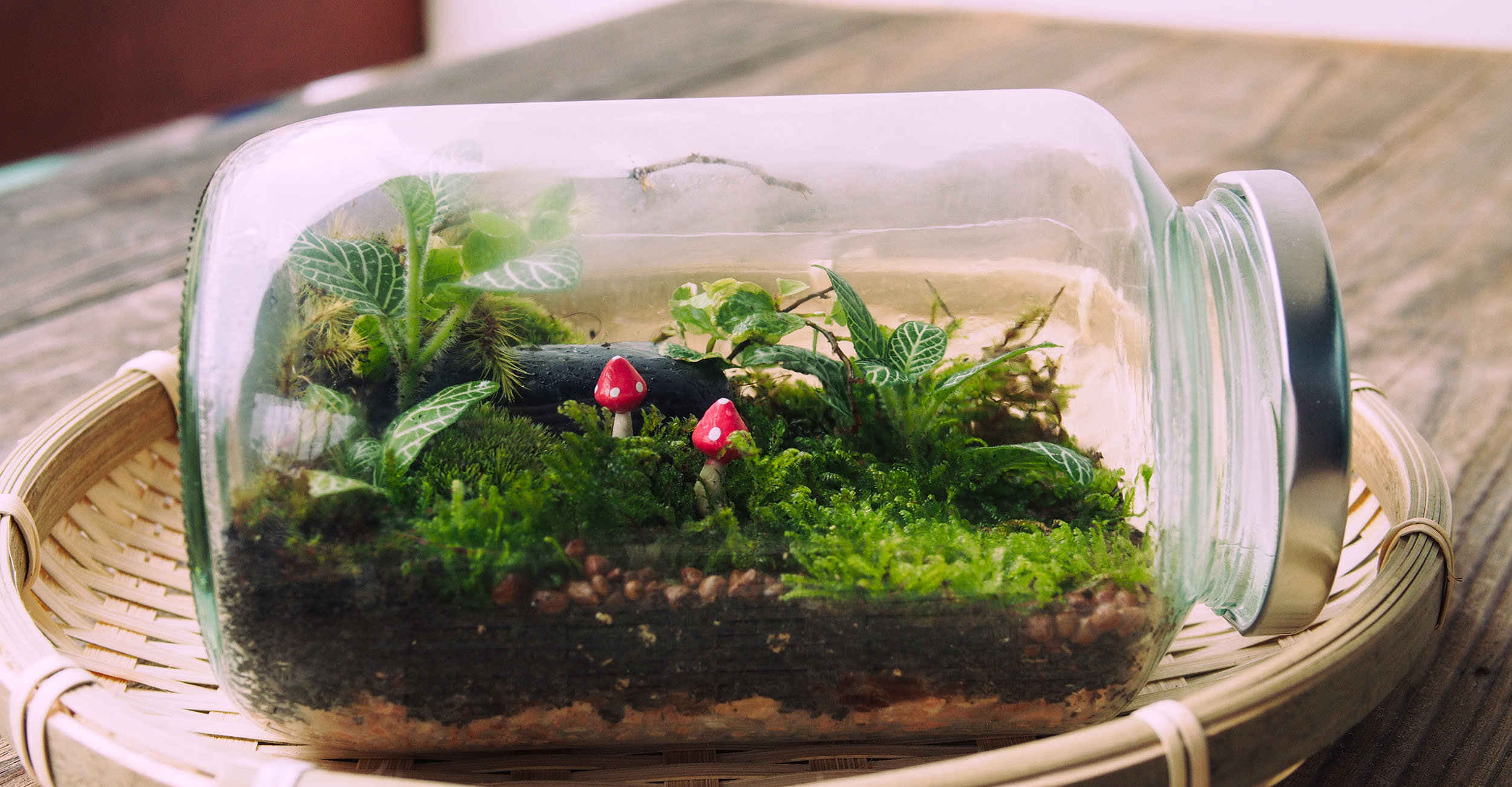 Terrariums Can Introduce a New Generation to Gardening