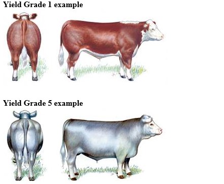 Retained Ownership? - Part 4, Beef Yield Grades