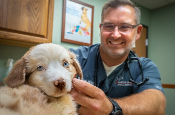 Vaccines are Vital for Pet Health 