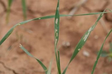 Be Sure to Check Early Planted Wheat Fields for Fall Armyworms