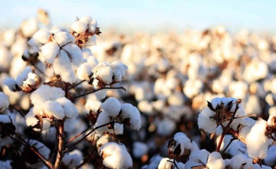 October Crop Production Indicates 2022 Cotton Production in Oklahoma Down 68 Percent from 2021