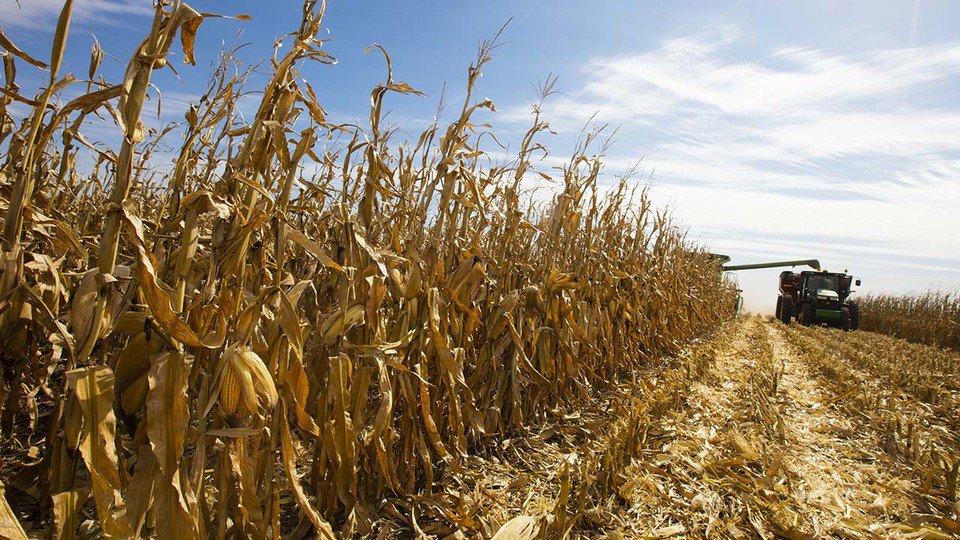 USDA Lowers Corn, Soybean Yields Slightly in Latest WASDE Report