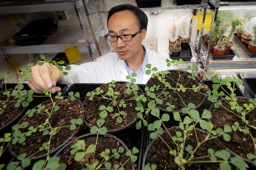 OSU Scientist Uncovering the Mystery of Microbes in Plant Immunity