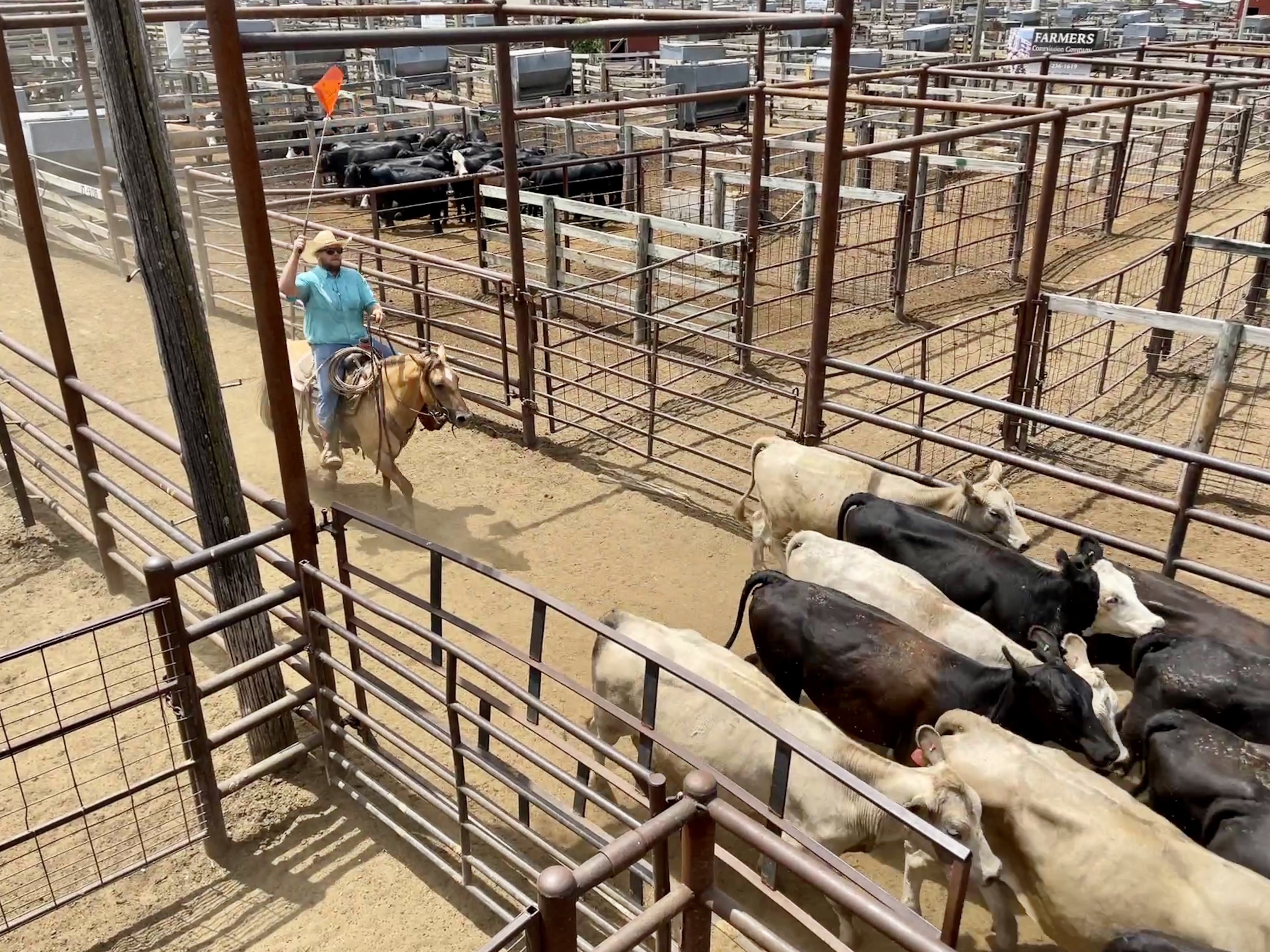 As Drought Continues- Slaughter Cows Steady to $4 Lower in Oklahoma City on Tuesday October 11