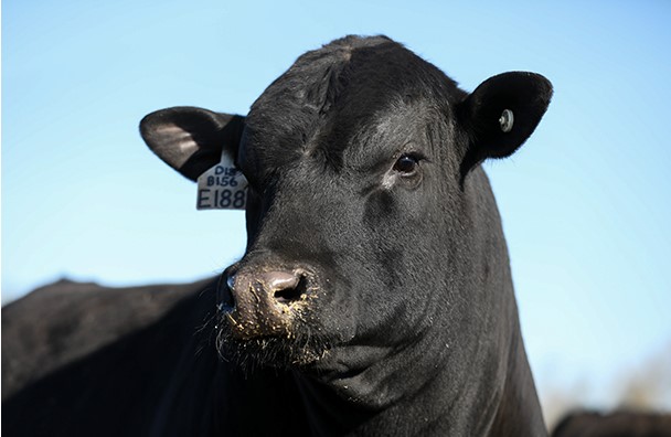 OSU'S Dr. Mark Johnson: Seizing Financial and Genetic Opportunity and Culling Bulls